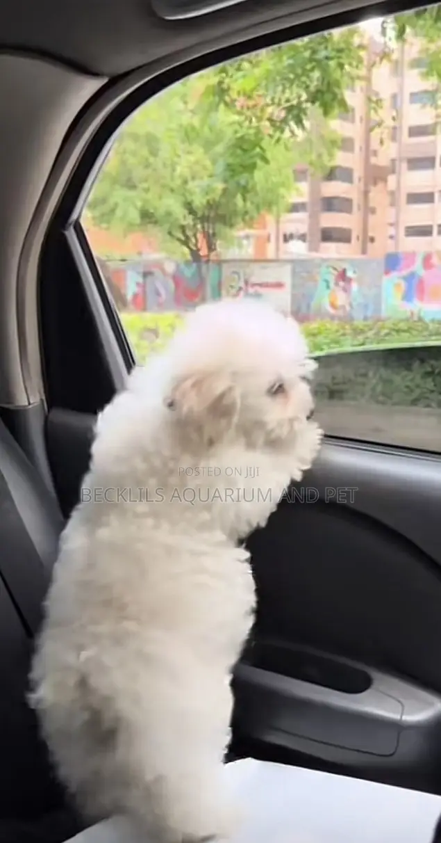 1-3 months Female Purebred Poodle