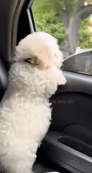 1-3 months Female Purebred Poodle