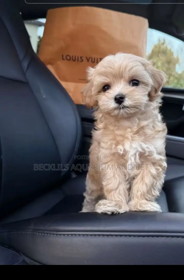 1-3 months Female Purebred Poodle