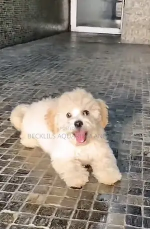 1-3 months Female Purebred Poodle