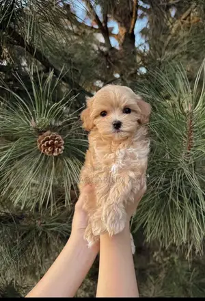 1-3 months Female Purebred Poodle