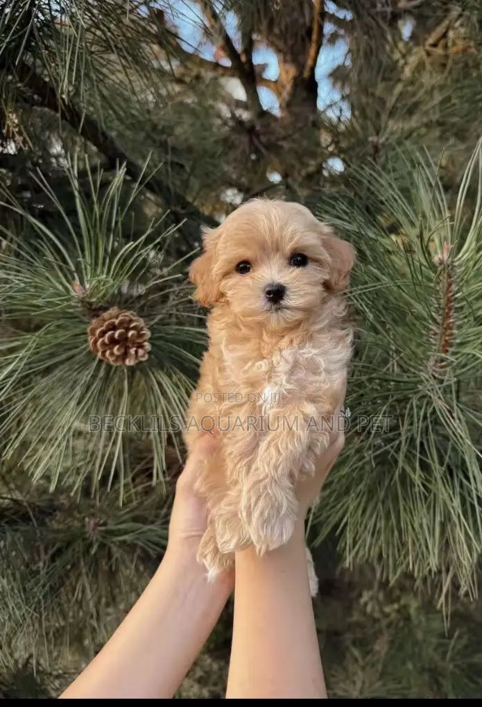 1-3 months Female Purebred Poodle