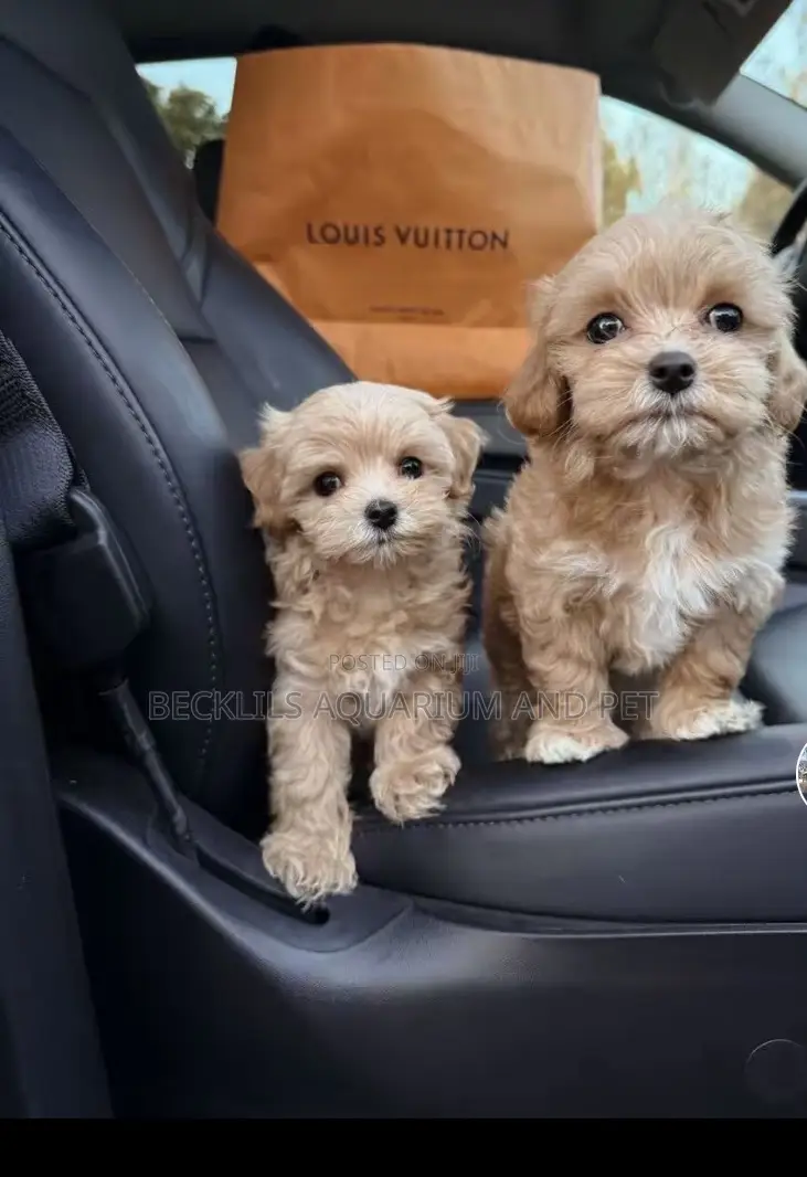 1-3 months Female Purebred Poodle