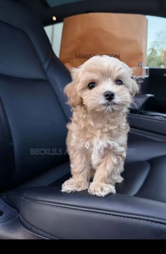 1-3 months Female Purebred Poodle