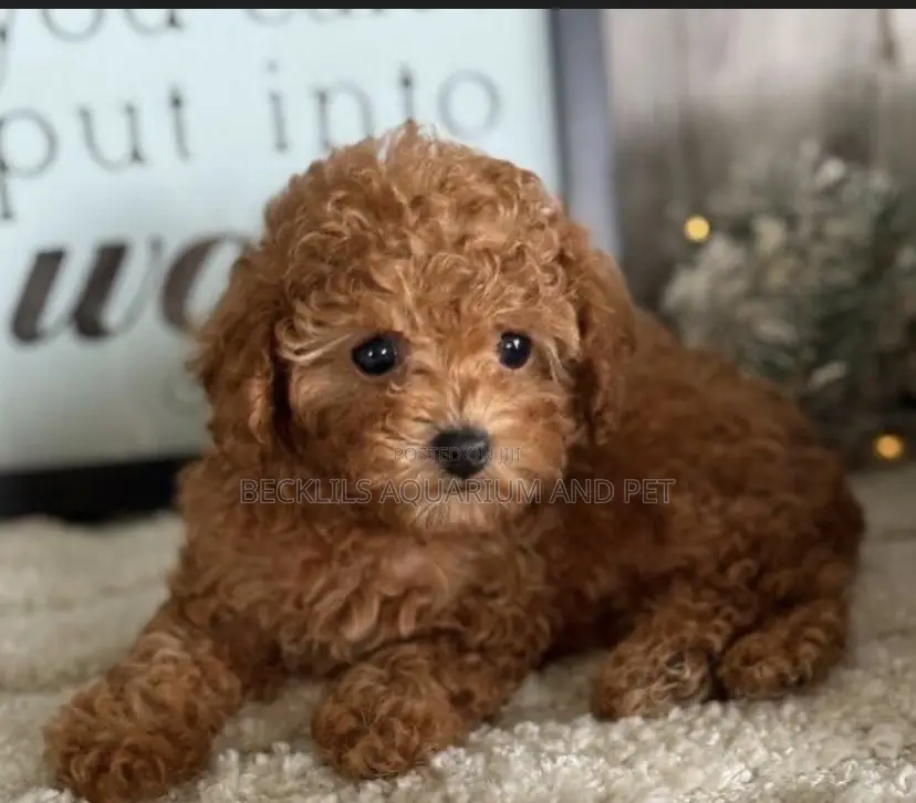 1-3 months Female Purebred Poodle