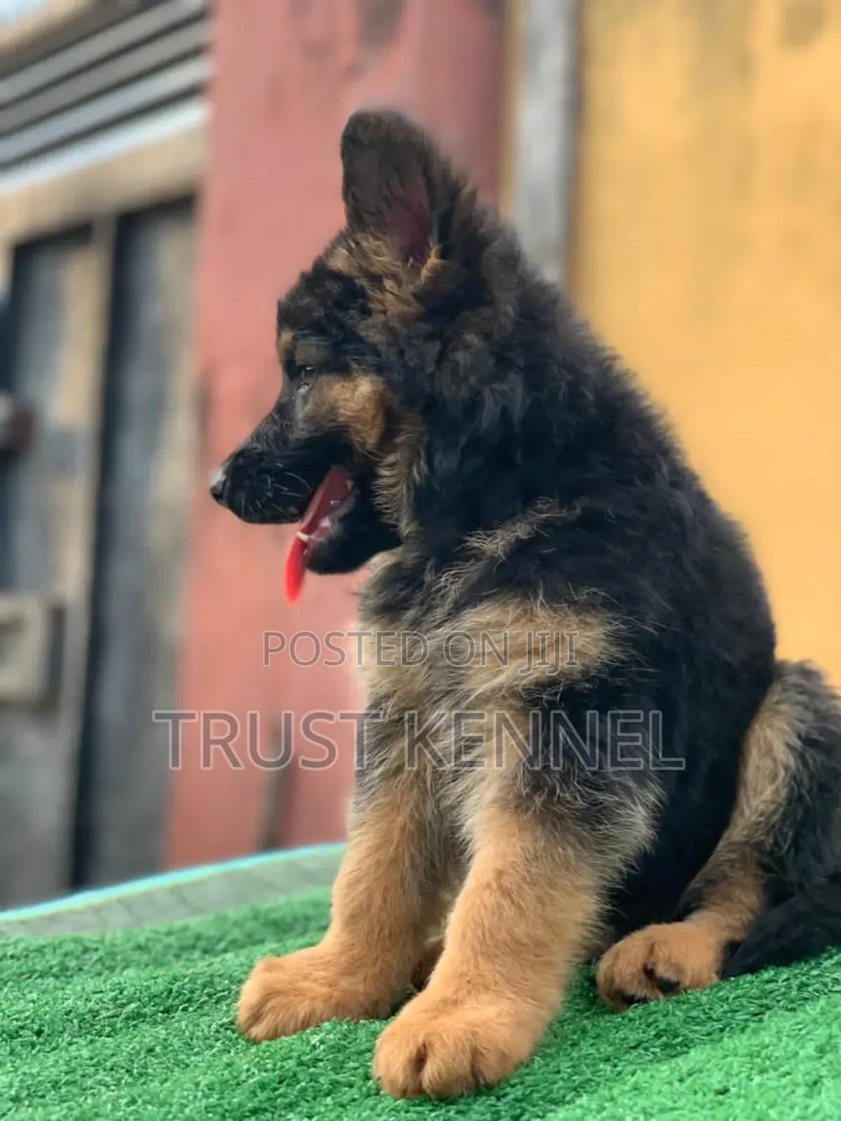1-3 months Male Purebred German Shepherd