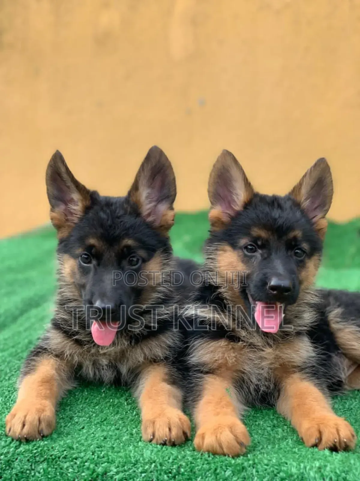 1-3 months Male Purebred German Shepherd