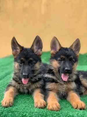 1-3 months Male Purebred German Shepherd