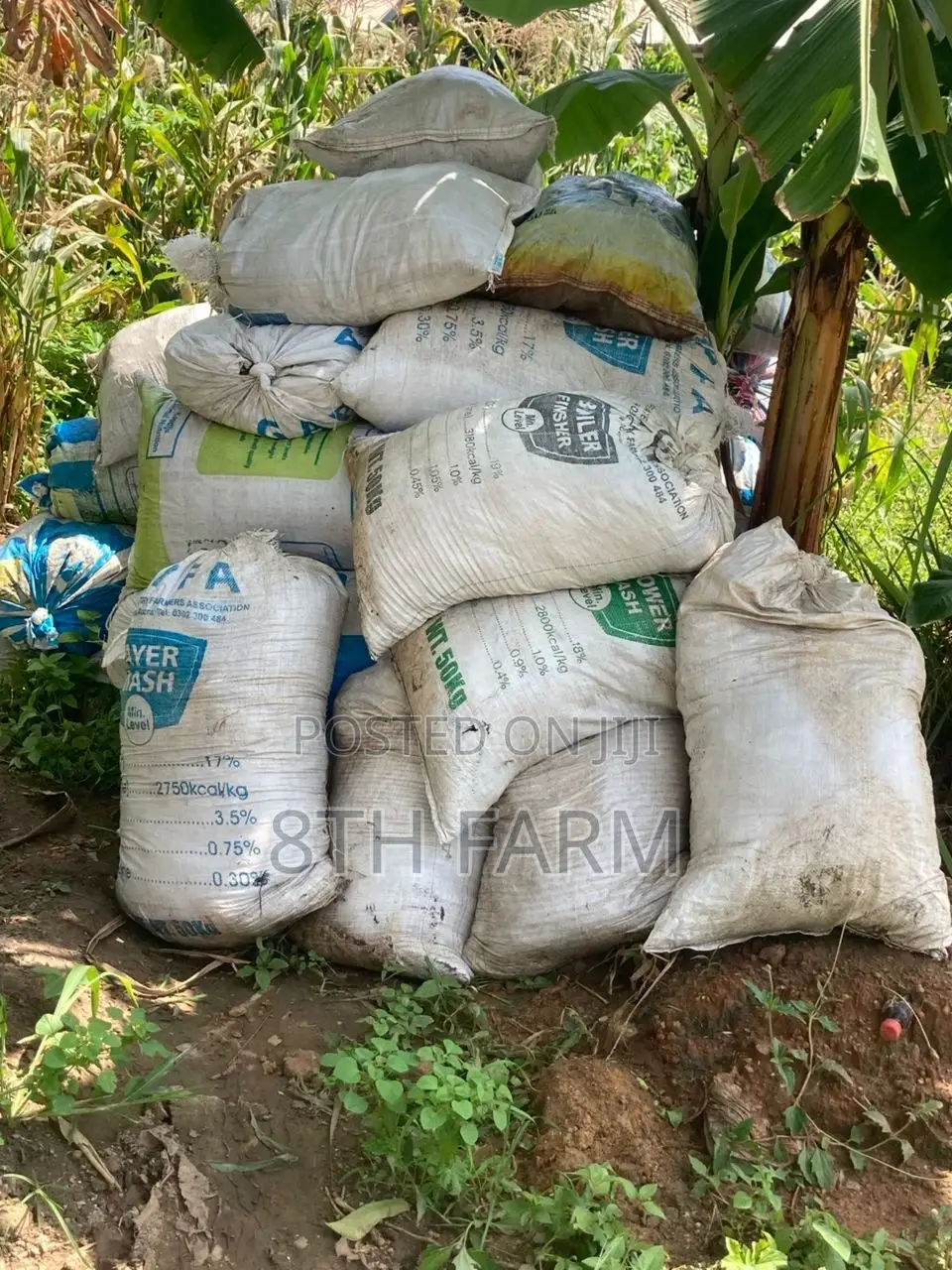 Chicken Manure
