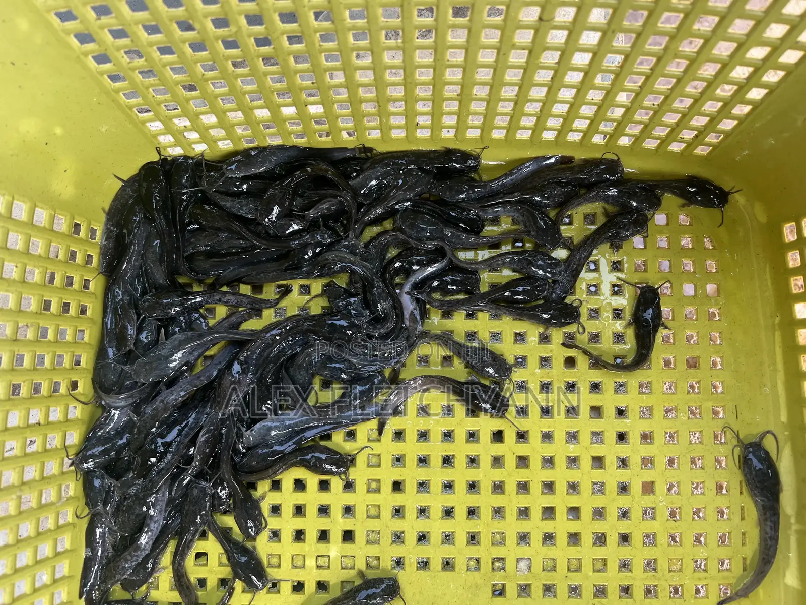 Catfish Combo Package (Juveniles,Feed,Tarpaulin Tank Medicine)