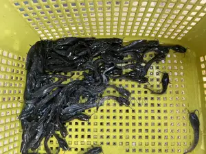 Catfish Combo Package (Juveniles,Feed,Tarpaulin Tank Medicine)