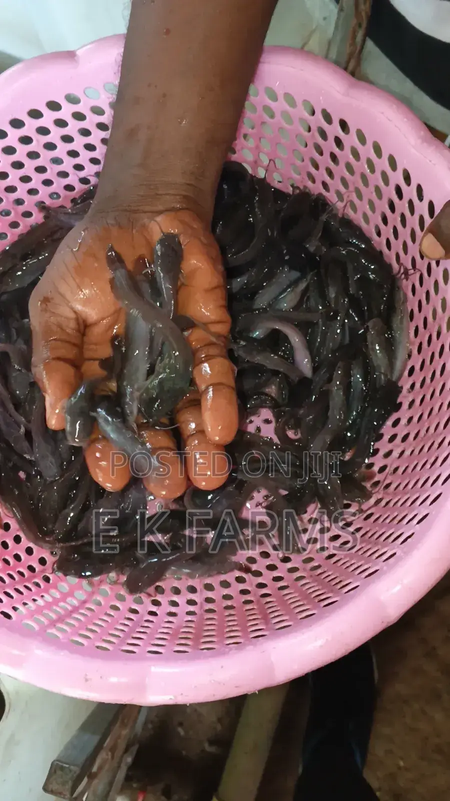 Catfish Juveniles and Fingerlings Available in Stock