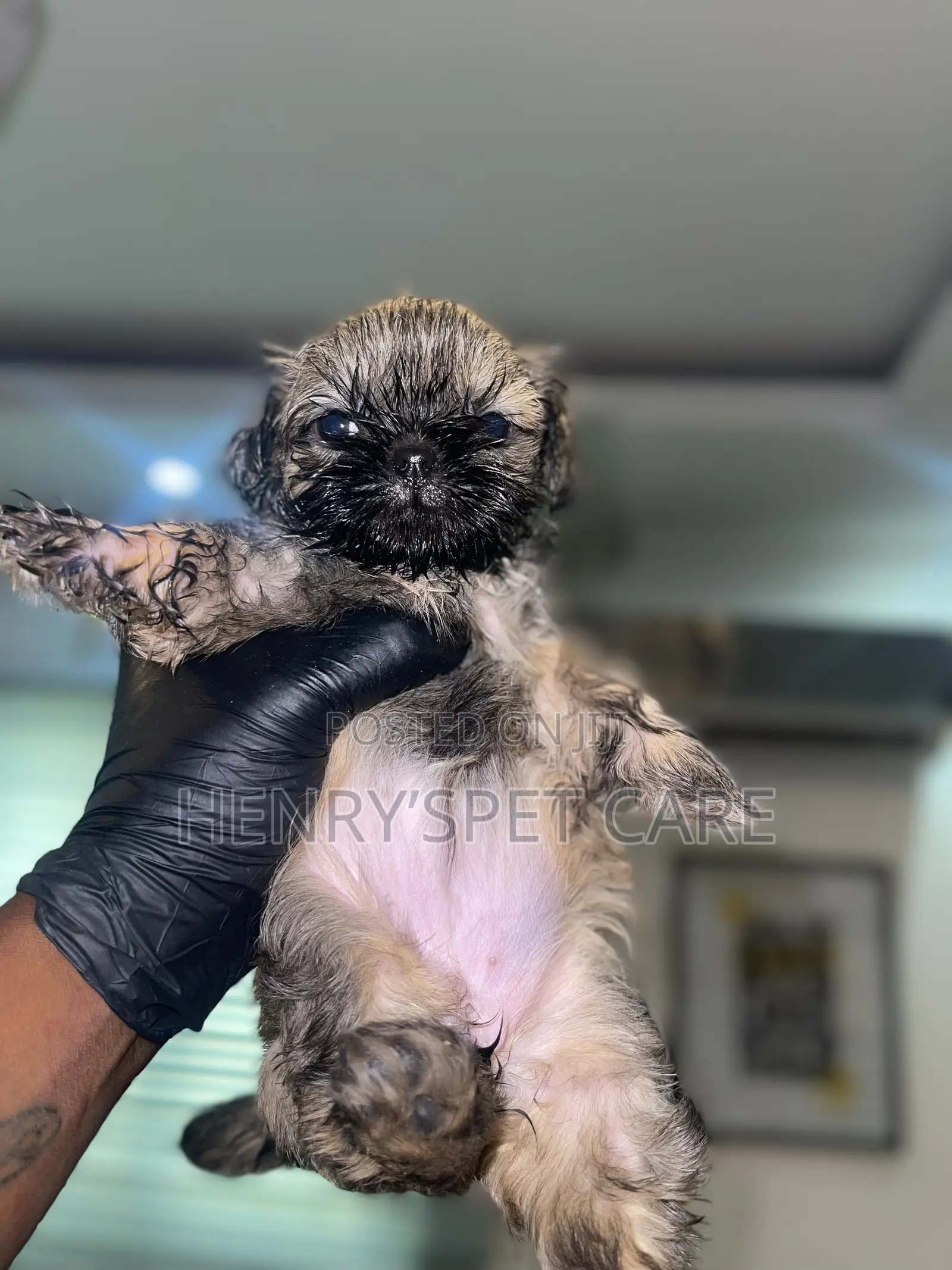 1-3 months Female Purebred Shih Tzu