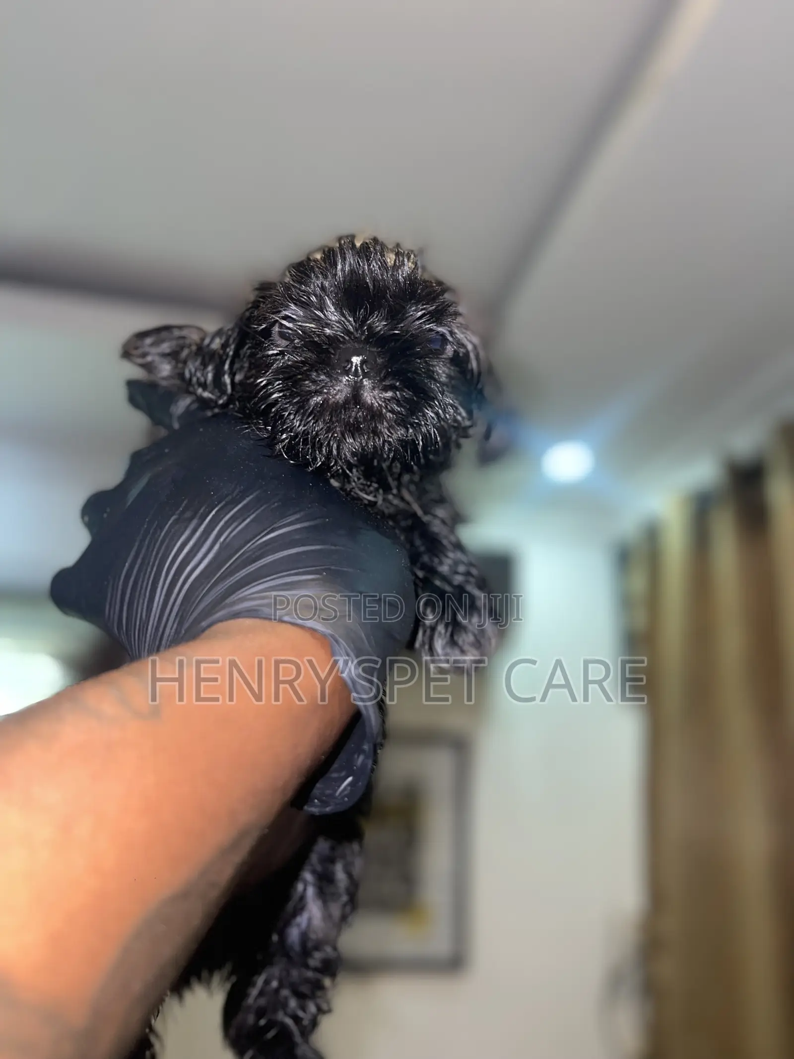 1-3 months Female Purebred Shih Tzu