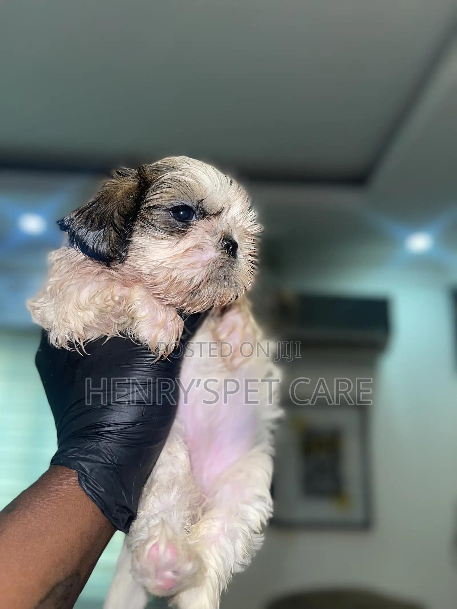 1-3 months Female Purebred Shih Tzu