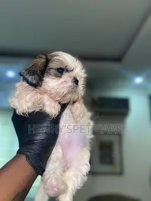 1-3 months Female Purebred Shih Tzu