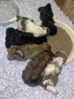1-3 months Female Purebred Shih Tzu