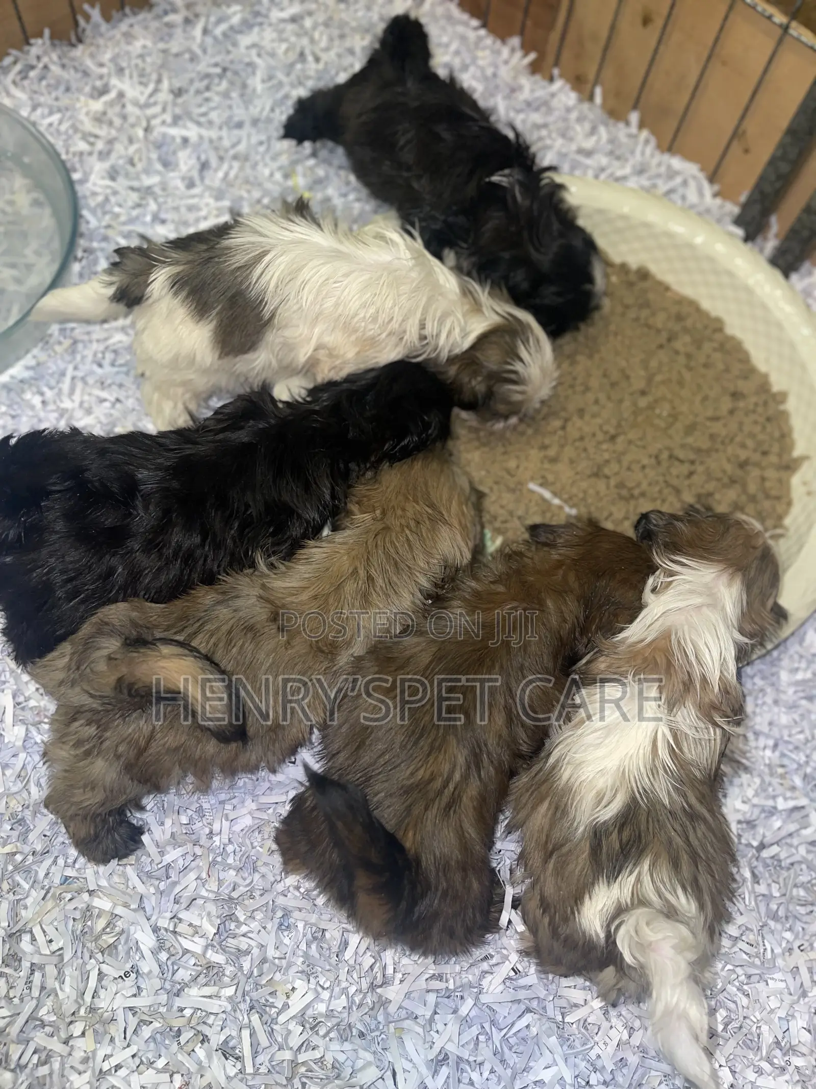 1-3 months Female Purebred Shih Tzu