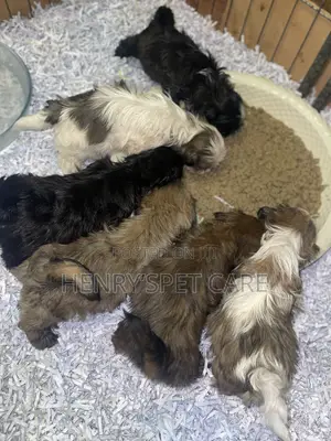 1-3 months Female Purebred Shih Tzu