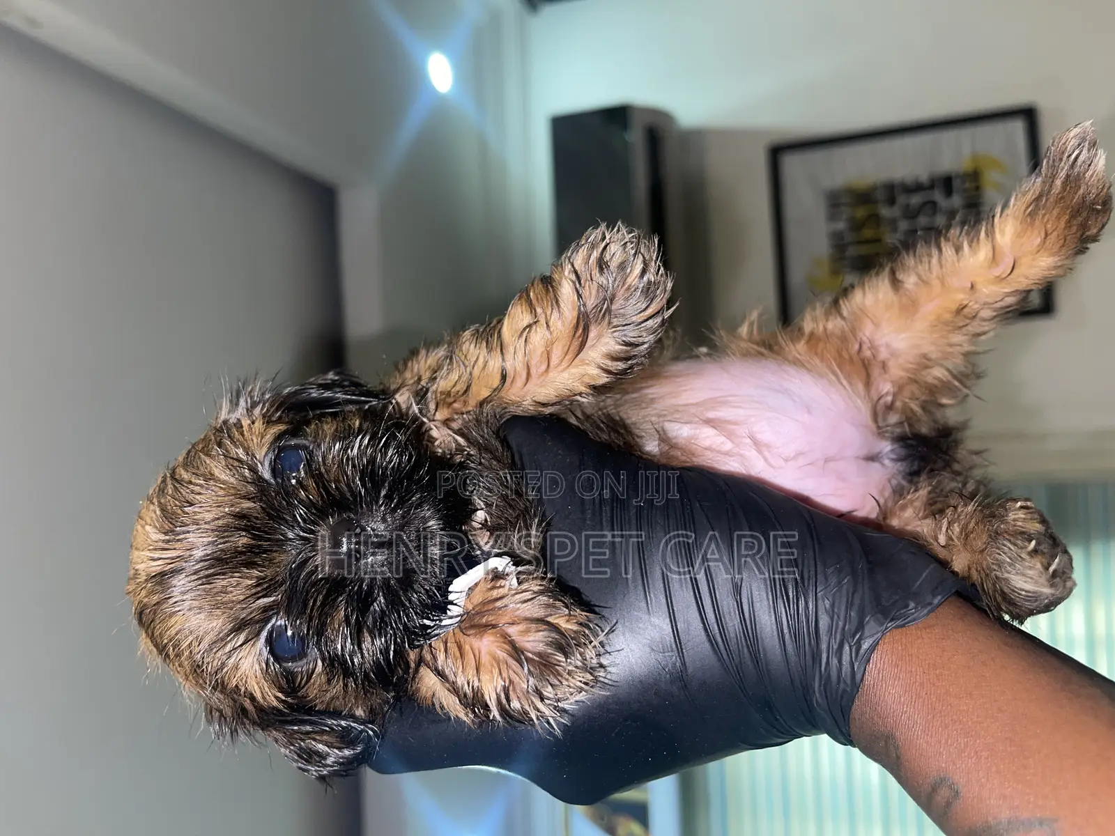 1-3 months Female Purebred Shih Tzu
