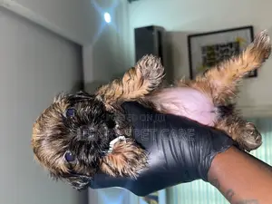 1-3 months Female Purebred Shih Tzu