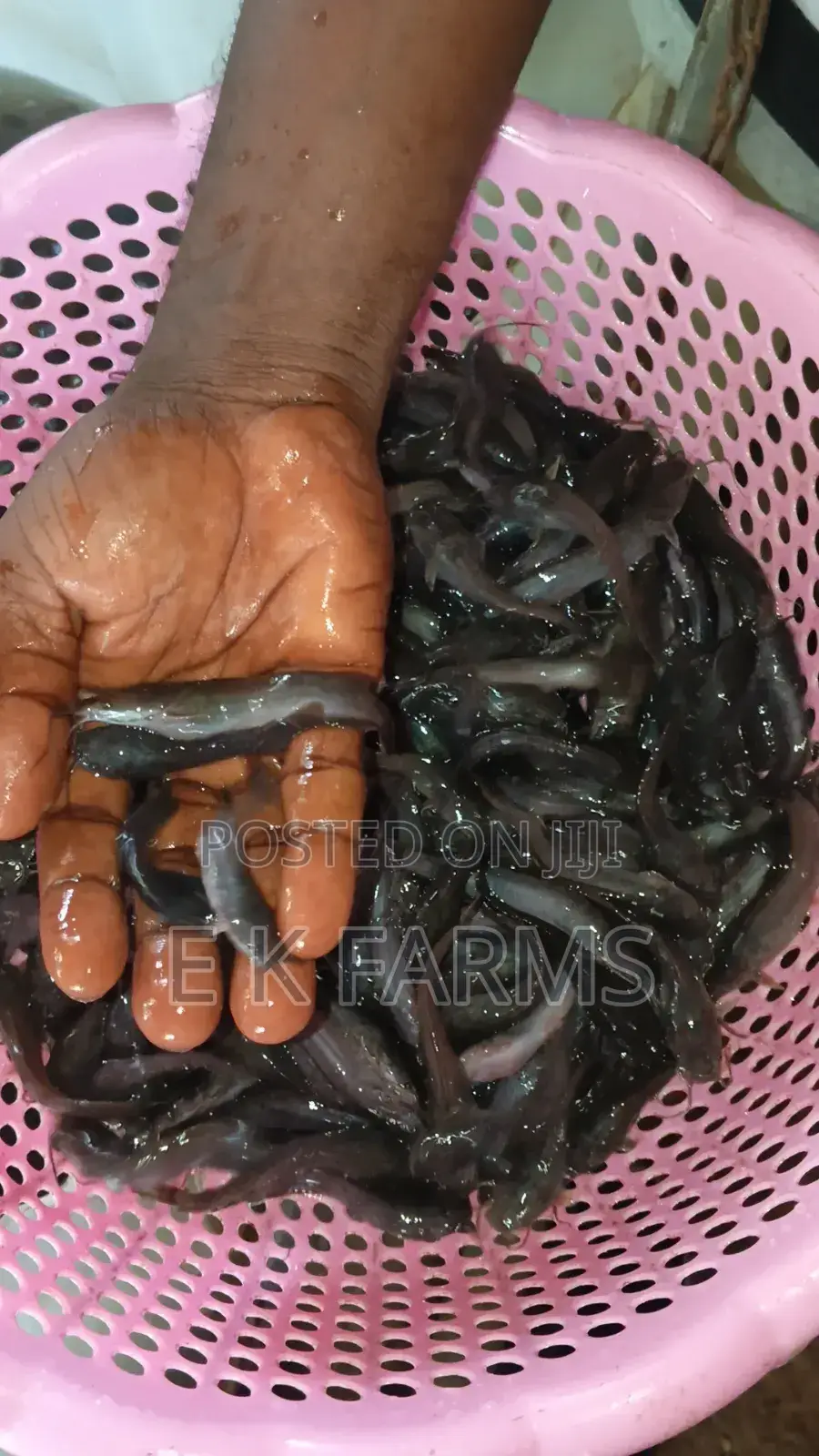 Catfish Juveniles and Fingerlings Available in Stock