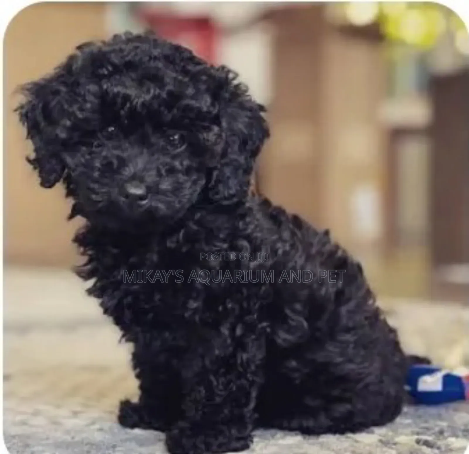 1-3 months Male Mixed Breed Poodle