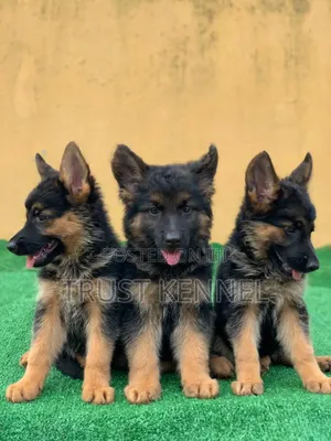 1-3 months Female Purebred German Shepherd