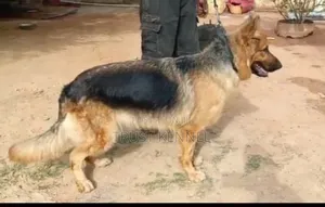 6-12 months Female Purebred German Shepherd