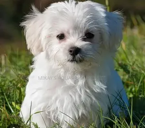 1-3 months Female Purebred Maltese