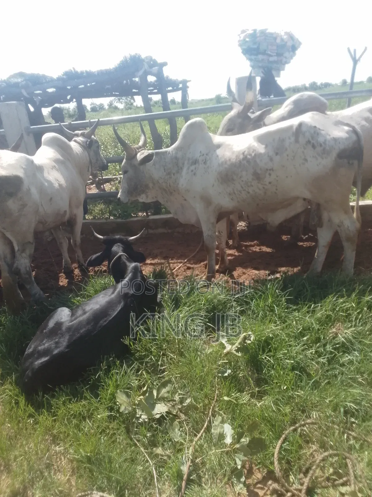 All Kinds of Farm Animals for Sell