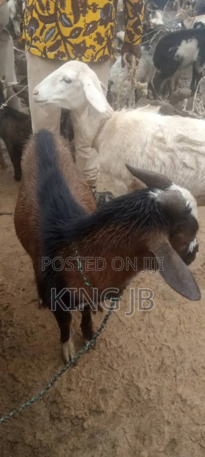 All Kinds of Farm Animals for Sell