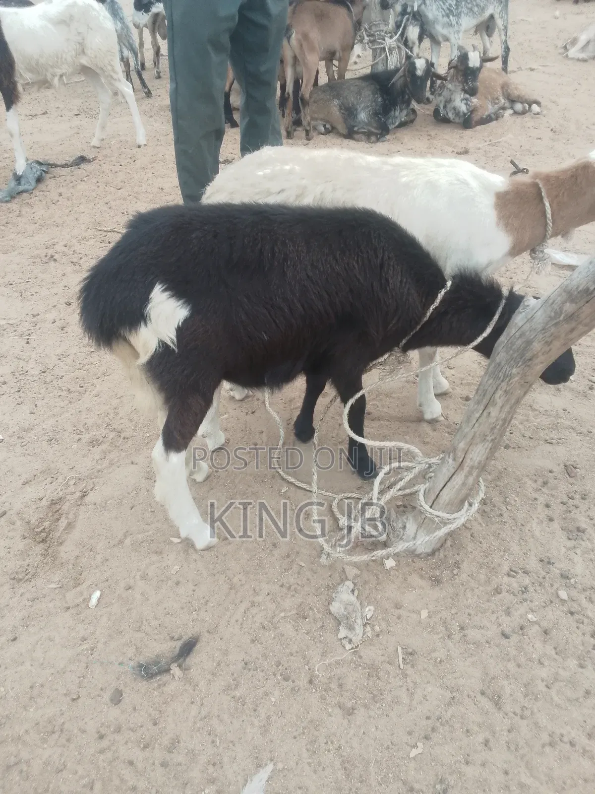 All Kinds of Farm Animals for Sell