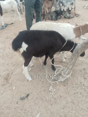 All Kinds of Farm Animals for Sell