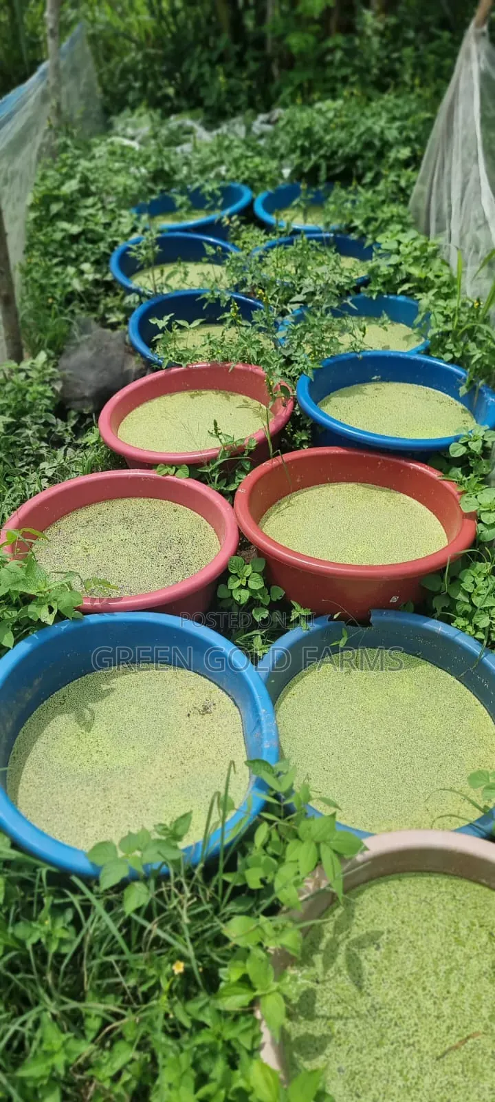 Duckweed for Sale(Reduce Your Feed Cost by 50%