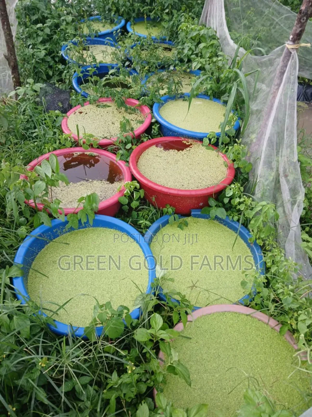 Duckweed for Sale(Reduce Your Feed Cost by 50%