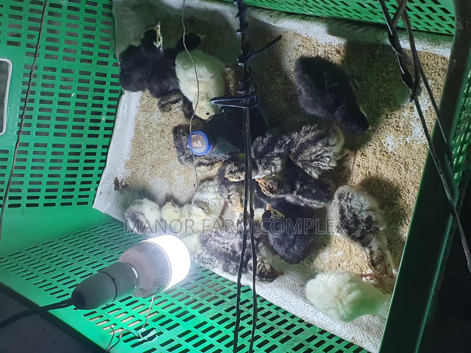 Day Old BBW Multi Colour Poult