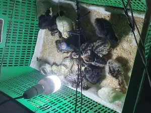 Day Old BBW Multi Colour Poult