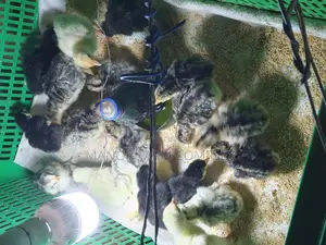 Day Old BBW Multi Colour Poult