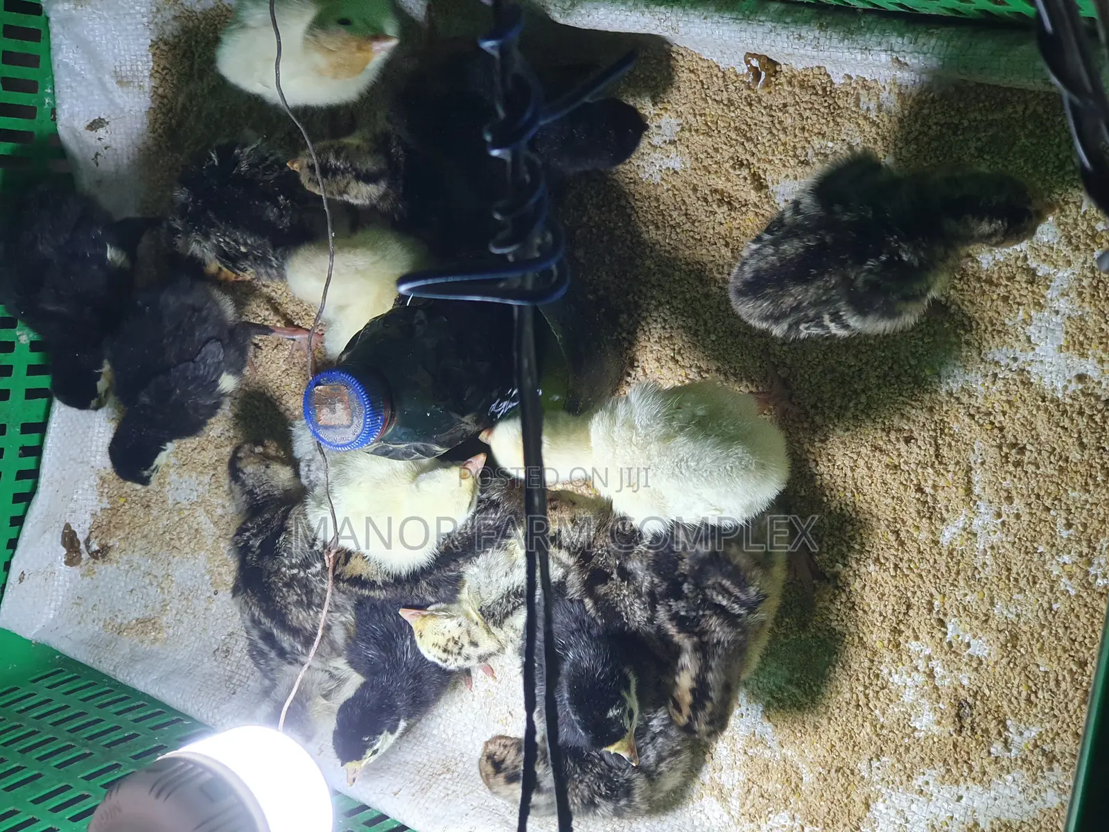 Day Old BBW Multi Colour Poult