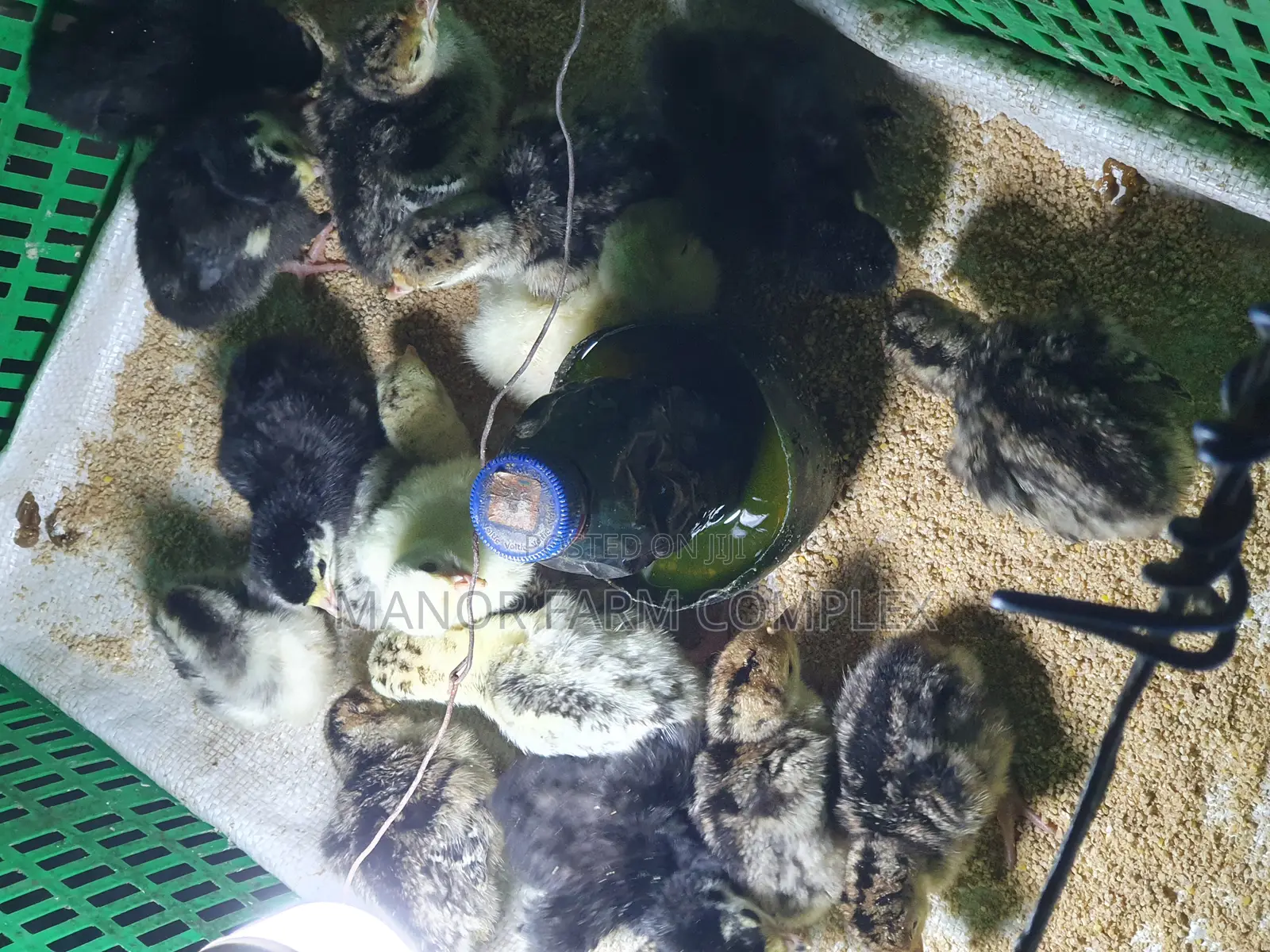 Day Old BBW Multi Colour Poult