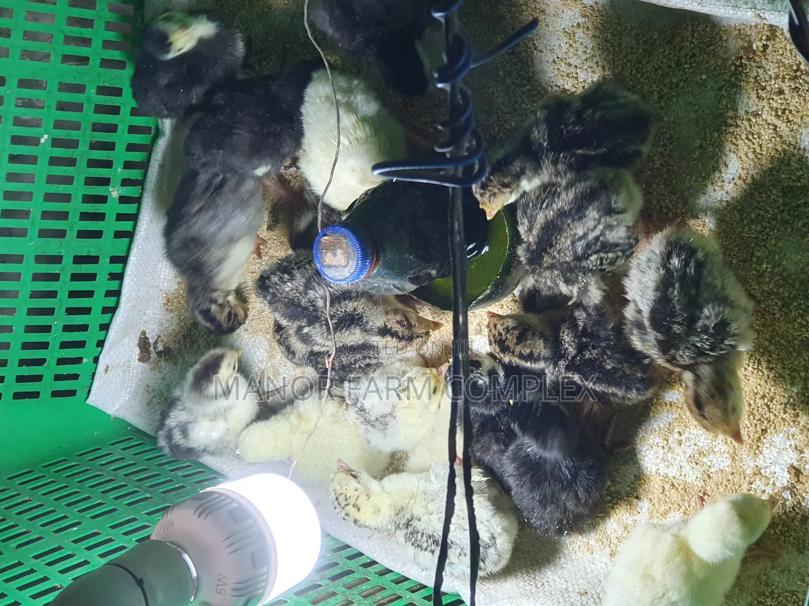 Day Old BBW Multi Colour Poult