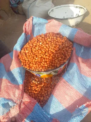 Fresh Groundnut for Sell