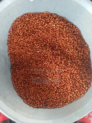 Fresh Groundnut for Sell