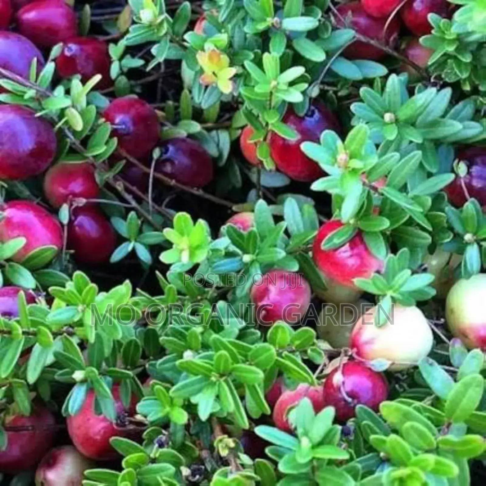 Indian Cranberry Plant Seedling