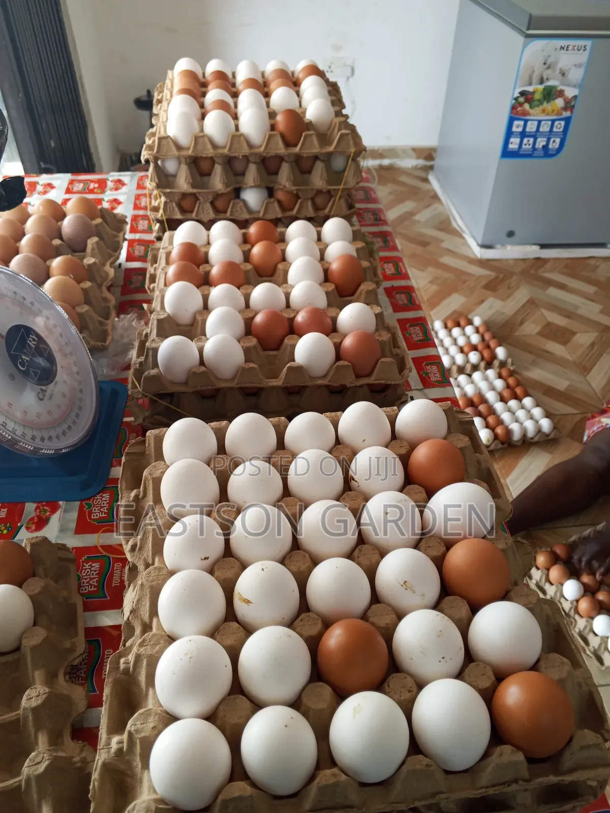 Premium Eggs for Sale
