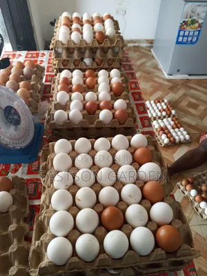 Premium Eggs for Sale