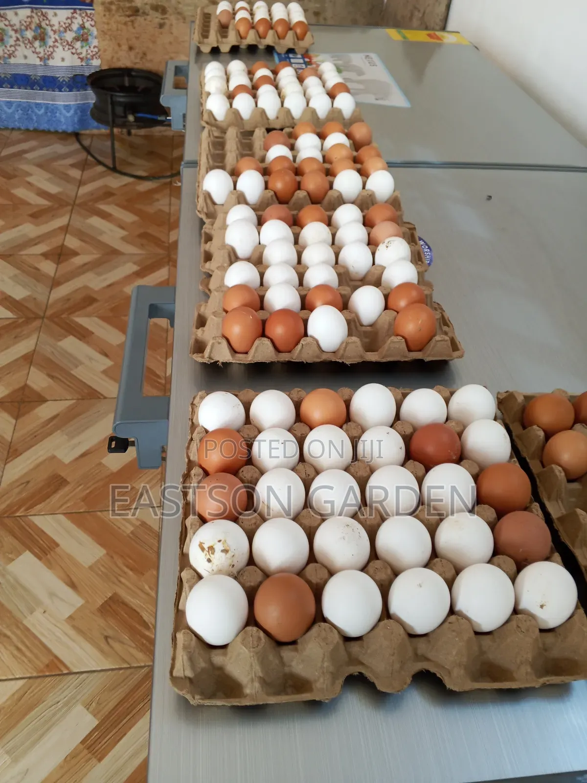 Premium Eggs for Sale