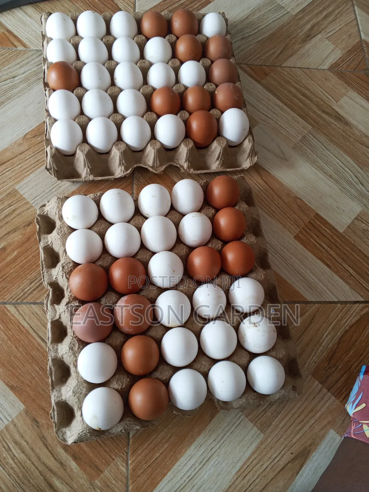 Premium Eggs for Sale