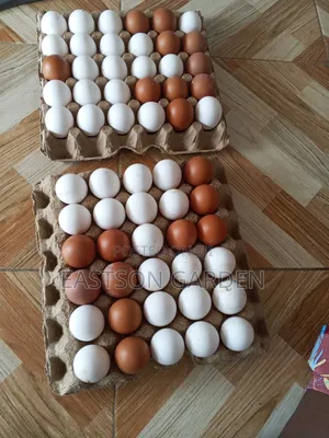 Premium Eggs for Sale